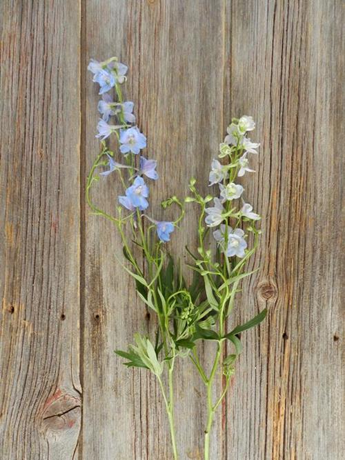 BELLADONNA LIGHT BLUE DELPHINIUM